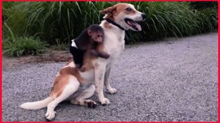 Baby Monkey And Funny Dog.