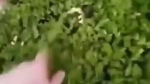 Kucing yang sangat lucu tumbuh di tengah semak-semak