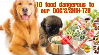 10 FOOD DANGEROUS TO DOG | SHIH-TZU NOT TO EAT