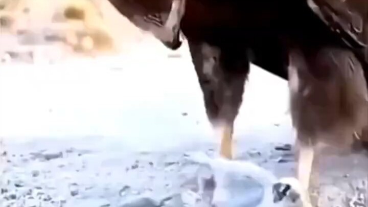 Oh my gosh, I've been completely drained by Diao Diao!