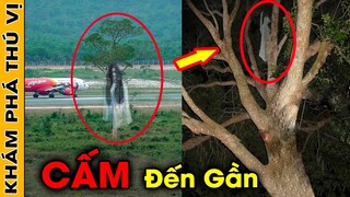 🔥 7 Loài Cây Bị Ám Lời Nguyền Kỳ Lạ Và Đáng Sợ Gây Ám Ảnh Nhất Thế Giới - Việt Nam Cũng Có Mặt |KPTV