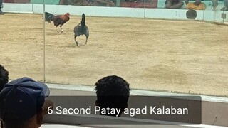 Ito yung Manok namin na 6 Second niya kng Pinatay yung Kalaban sa Sharp Shooter niyang Palo.