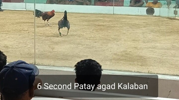 Ito yung Manok namin na 6 Second niya kng Pinatay yung Kalaban sa Sharp Shooter niyang Palo.