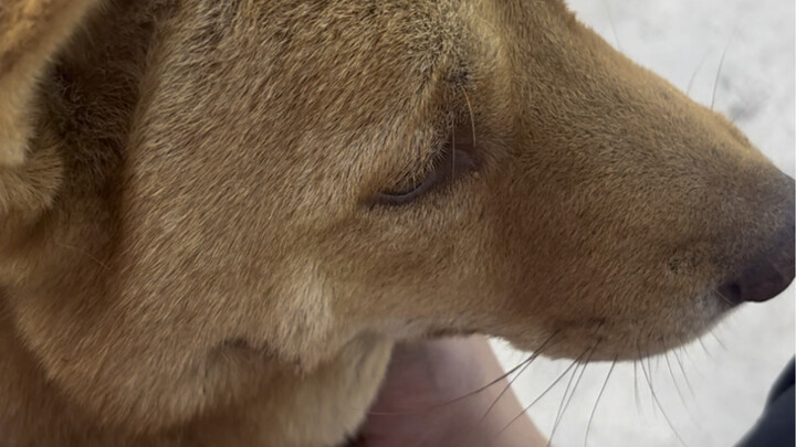 A dog from Guangxi raised on sugar tangerines