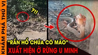 🔥 7 Loài Động Vật Đột Biến Kỳ Dị Nhất Mà Không Ai Tin Chúng Thực Sự Tồn Tại | KPTV