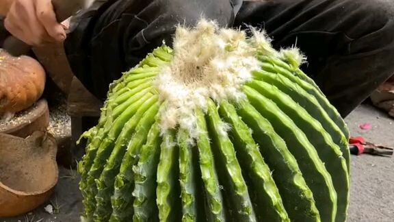 Manusia Aneh maakan kaktus