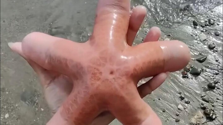 好神奇的动物
