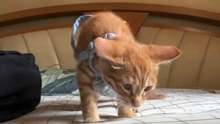 Cat: I stayed up all night and was just about to go to sleep when I got woken up like this.