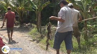 Bắt CHUỘT DỪA MÙA NƯỚC LÊN  Tuy Cực Mà Vui | Hội Ngộ Miền Tây  #464