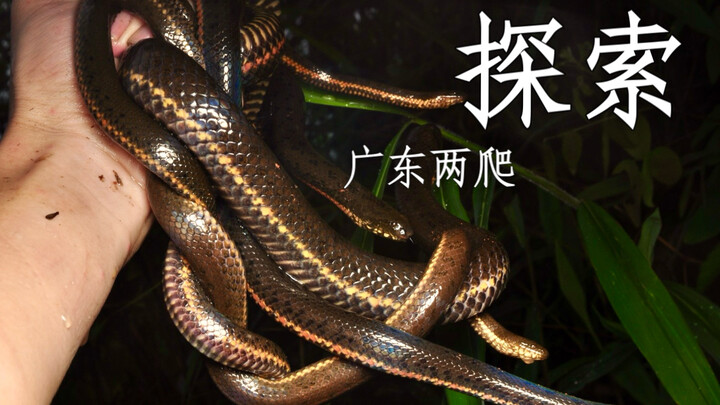When it comes to hunting snakes in the wild, I’ve never backed down—until I met Brother Yu from Shao