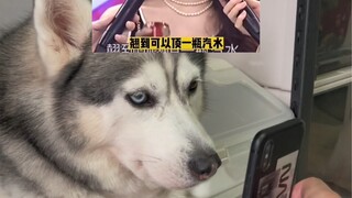 狗子：狗狗我可以顶起半边天