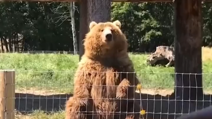 "Collection of Magical Creatures"