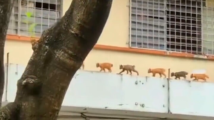 Cat Expeditionary Force