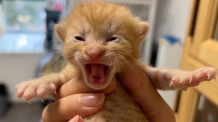 Lulusan terbaik bimbingan pendidikan Maode pada periode ini