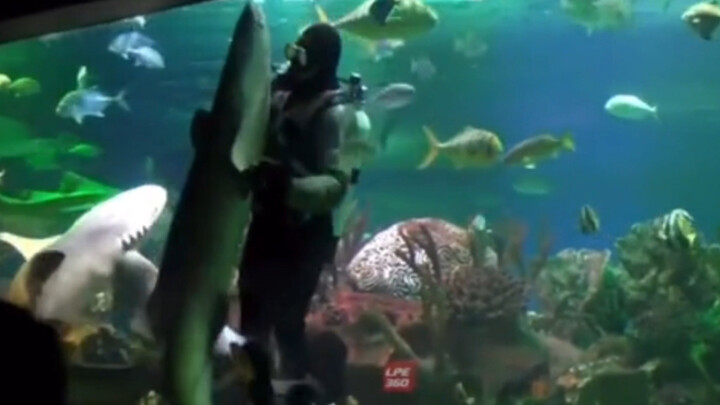 Russians Dance with Sharks