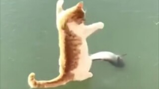 🐱: Meow meow, come on! Fishy, hurry up and thaw!
