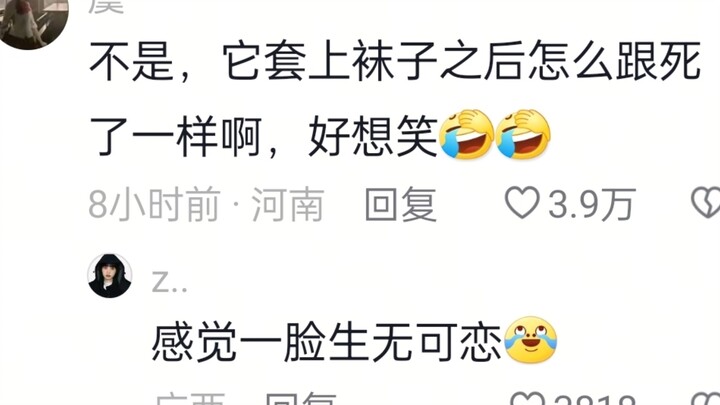 Let’s trim the cat’s nails! Just slip a sock over its head to “seal” it in place!