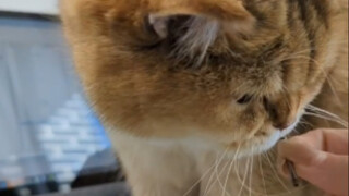 This action is a bit difficult for the cat