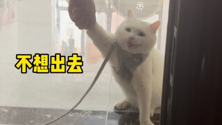 40多度的武汉，我的猫终于不想出门了，太好了