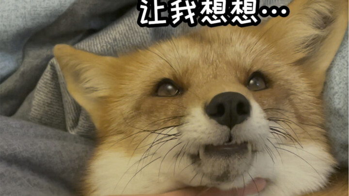 让我给你讲讲当时怎么从一群小狐狸里选中你的呀～