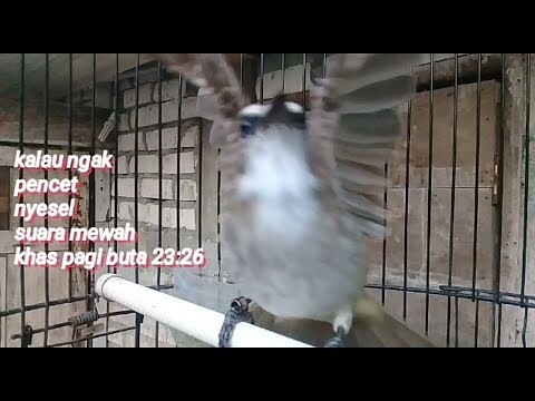 TRUCUKAN LOSSS SUARA TERPANJANG 23:26 BUAT PANCINGAN DAN MASTERAN NGALAS TANPA EDITING BUATMU