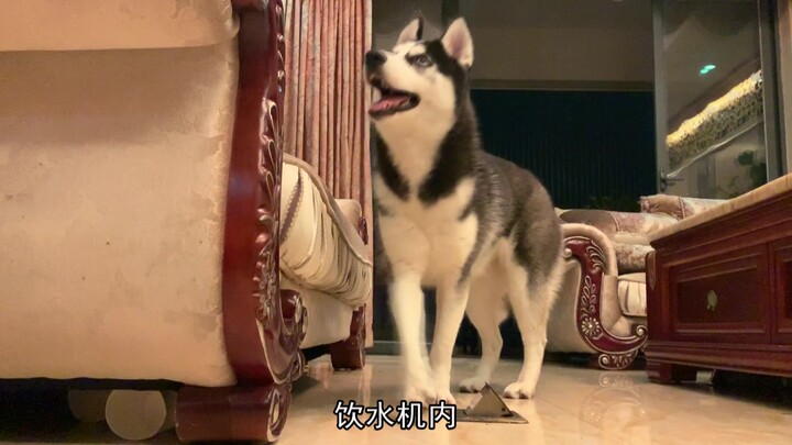 حتى الهاسكي بيتعرف يهتم بالمريض!