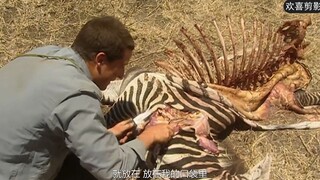 贝尔这斑马肉吃的真过瘾