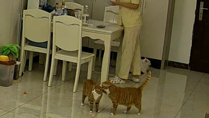 Xíu mại đang hôn hít với mấy con mèo khác thì bị Mimi phát hiện, ha ha ha ha…