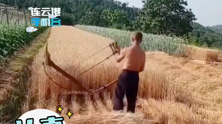 Wheat-harvest season is here! An old man reaps wheat the most traditional way—true masters are among
