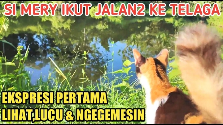 NGAJAK KUCING MERY JALAN-JALAN LIHAT PEMANDANGAN DI TELAGA RUMAH KUCING ENDERIZA