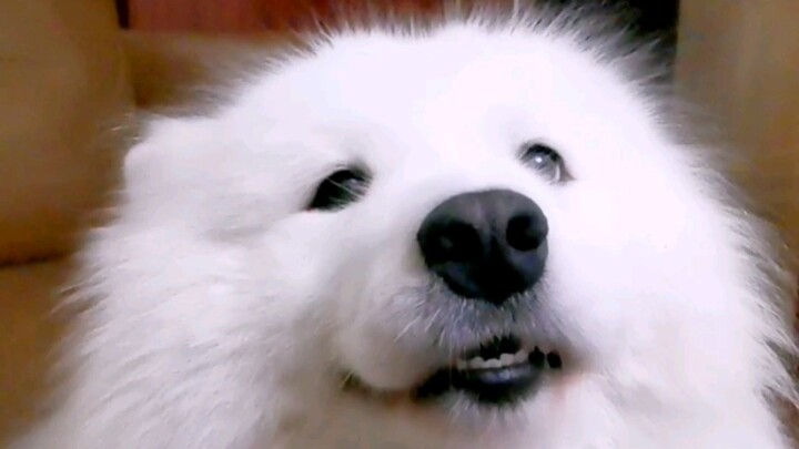 What will a dog's reaction be the first time it tries jelly?