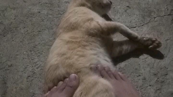 My cute little kitty