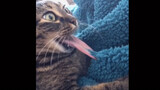 [สัตว์] แมว: ลิ้นของฉันกำลังจะโดนผ้าห่มกิน…