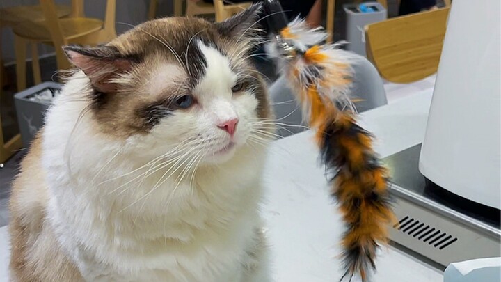 Can cat toys be eaten?