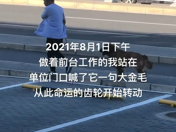2021年8月1日下午，做着前台工作的我站在单位门口喊了一句大金毛，从此命运的齿轮开始转动….