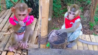 The Happiest Girls!! Toto & Yaya are very happy when playing in the jungle