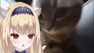 【Cat meme】chipi chipi chapa chapa