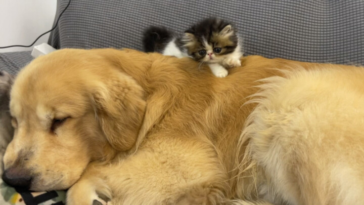 หลังจากเรียนรู้มานานกว่าหนึ่งเดือน ‘เสี่ยวเหลาซื่อ’ ก็สืบทอด ‘บู๊ลูกหมา’ ของปั๋งปั๋งสำเร็จในที่สุด!