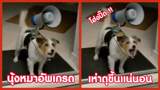 รวมคลิปตลกๆ : น้องหมาพันธุ์อัปเกรด!!