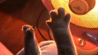 【Cats】Bouncy cat paws
