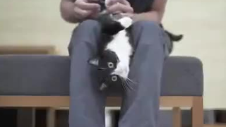 [Động vật]Cắt móng cho mèo