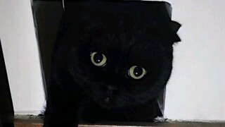 Let me show you the 3D cat painting on my wall!