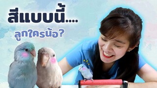 นกตัวใหม่เข้าบ้าน ไม่ใกล้ไม่ไกล....นกแก้วจิ๋ว