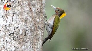 Pelatuk Kuduk Kuning