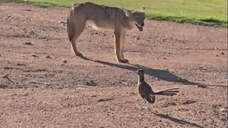 Roadrunner Teasing Coyote
