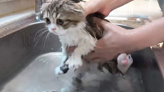 วันอาบน้ำแมวน้อยไร้เดียงสา