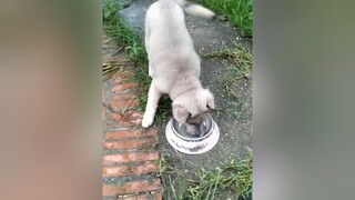 1 phát hết luôn...yeucho yeuchomeo cún cúncon chó chómèo chócon chó_cưng chókhôn yeuchomeo cưng chócute pet dog dogsoftiktok doggo