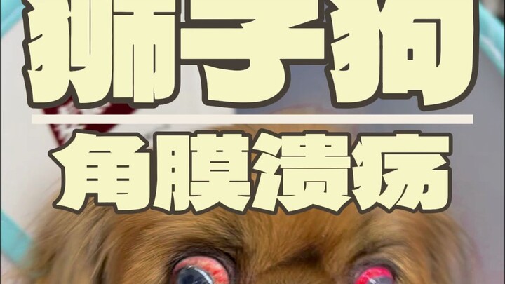 This dog opened the Sharingan at the age of one. How old were you when you opened it?