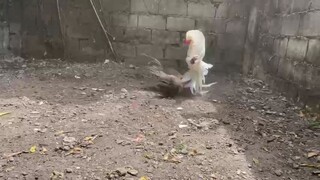 kargado ng adrenaline rush