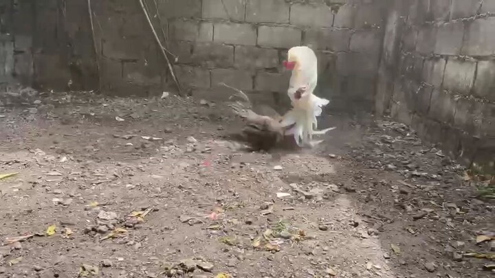 kargado ng adrenaline rush